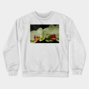 Moody Gardens- Galveston, Texas Crewneck Sweatshirt